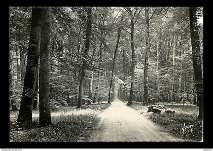 77 - Fontainebleau - Forêt de Fontainebleau - Ronde de Fontainebleau à Barbizon - CPSM grand format - CPM - Voir Scans R