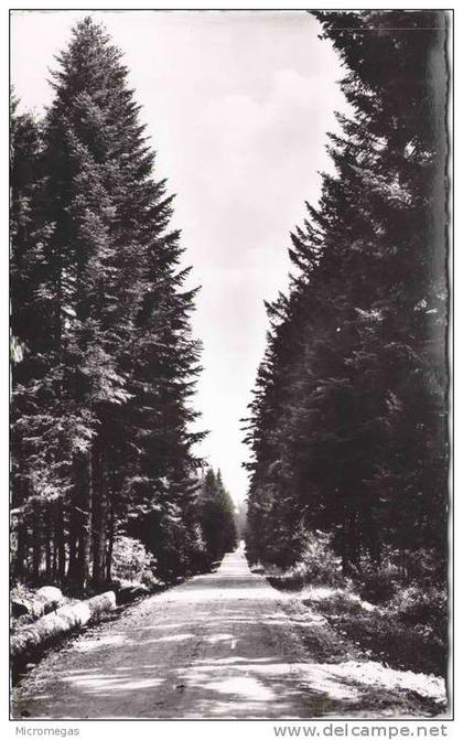 En flânant en Franche-Comté - Chemin en Forêt