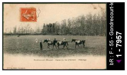 55 Gondrecourt-le-Château - Gondrecourt (Meuse) - Haras du Val-d'Ornain - Pâturage - animal c /  D55D  K55215K  C55215C