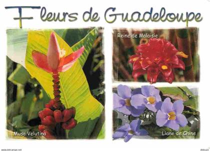 Guadeloupe - Fleurs de Guadeloupe - Multivues - CPM - Voir Scans Recto-Verso