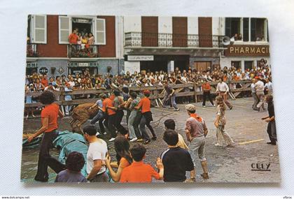 Cpm, Hasparren, courses de vaches dans les rues, Pyrénées atlantiques 64