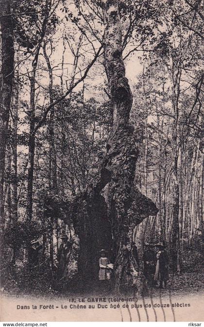 LE GAVRE(ARBRE) CHENE