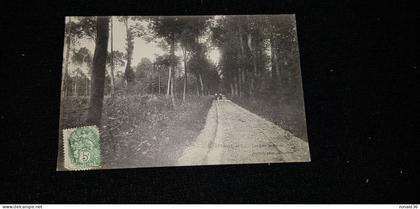 cp 28 Eure et Loir LEVES Les bois de lèves ( forêt allée femmes )