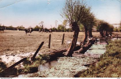 LONDINIERES(ARBRE)