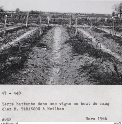 Meilhan-sur-Garonne 47 - Agriculture Viticulture - Ferme Exploitation M. Tarascaon -  Photographie