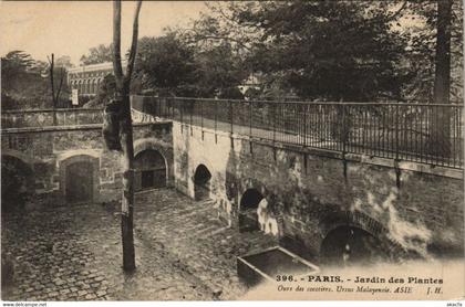 CPA PARIS (5e) Jardin des Plantes - Ours des cocotiers (133633)