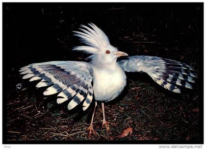 Nouvelle-Calédonie cagou oiseau RH084011