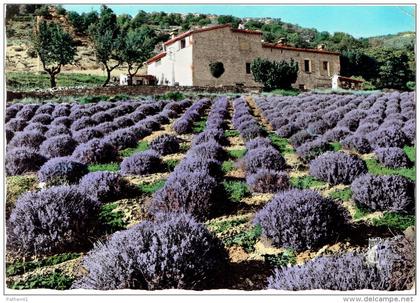 CPSM FRANCE 00 REGIONS PROVENCE - Champs de Lavande - 1962