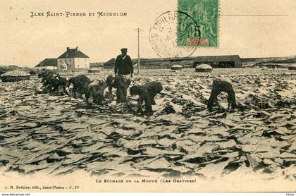 SAINT PIERRE ET MIQUELON(SECHAGE DE LA MORUE)