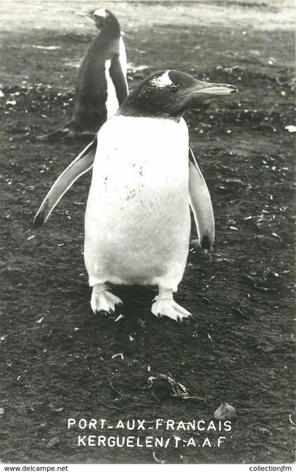 CARTE PHOTO TERRES AUSTRALES ET ANTARCTIQUES FRANCAISES / PINGOUIN