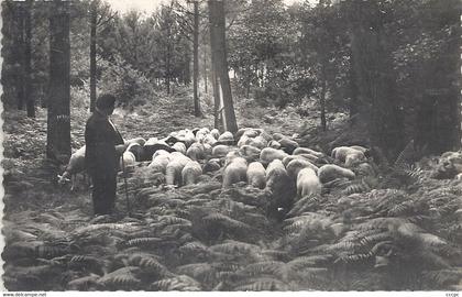 CPSM Vieux-Boucau-les-Bains Pâturage dans la Forêt