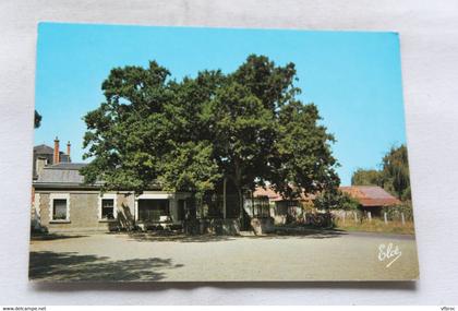 Cpm, Saint Vincent de Paul, le chêne de Saint Vincent de Paul, Landes 40