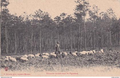 FRANCE - Echassier Landais dans les Pignadars - Arjuzanx Morcenx