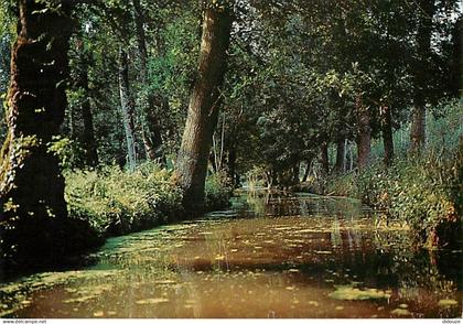 79 - Le Marais Poitevin - Venise Verte - Promenade dans la Venise Verte - CPM - Voir Scans Recto-Verso