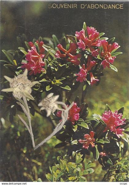 CPSM Souvenir d' Abondance Edelweiss