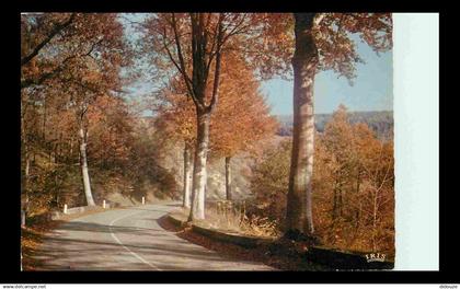 87 - Haute Vienne - Limousin - Autone en Limousin - Forêt - Carte Dentelée - CPM - Voir Scans Recto-Verso