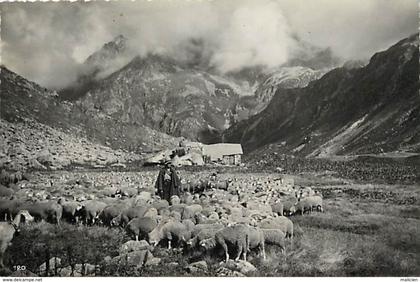 - isere -ref-A866- allevard - transhumants dans les montagnes d allevard - berger - moutons - transhumance -