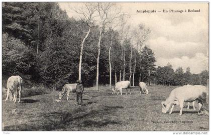 AMPLEPUIS EN PATURAGE A BERLAND VACHES ET JEUNE VACHER