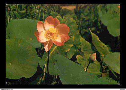 32 - Barbotan les Thermes - Les Lotus - Fleurs - Flamme Postale de Barbotan les Thermes - CPM - Voir Scans Recto-Verso