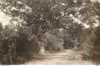 91 - Brunoy - En Forêt - CPA - Voir Scans Recto-Verso