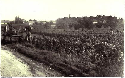 Carte POSTALE Ancienne  de  GEVREY -  CHAMBERTIN /  Maison THOMAS - BASSOT, scéne de vendange