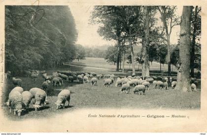 GRIGNON(MOUTON)