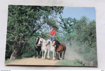 Cpm, Juvigny sous Andaine, la Michaudière, ferme du cheval de trait, Orne 61