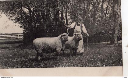 LE PERRAY-EN-YVELINES HARRAS DU PERRAY, TROUPEAU PUR OXFORD DOWN