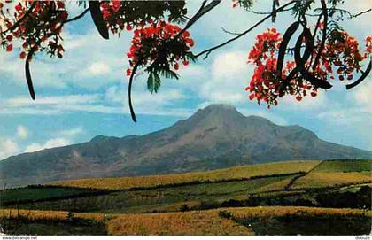 Martinique - La Montagne Pelée - La Montagne Pelée vue du Morne aux Boeufs - CPM - Voir Scans Recto-Verso