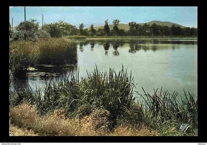 42 - Montbrison - Environs de Montbrison - Etangs du Roy - CPM - Voir Scans Recto-Verso