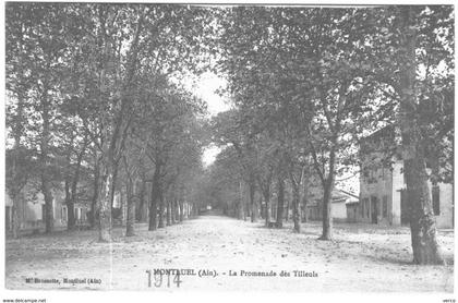 Carte Postale Ancienne de MONTLUEL- la promenade des tilleuls