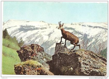 CPM FRANCE 74 HAUTE-SAVOIE - MORZINE - Chamois de Morzine - Les Terres Maudites - Les Dents Blanches - 1968