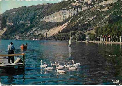 01 - Nantua - Le Lac de Nantua - Cygnes - Flamme Postale - CPM - Voir Scans Recto-Verso