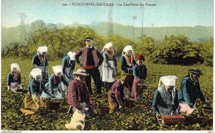 Carte POSTALE Ancienne de  PLOUGASTEL - DAOULAS - Cueillette des fraises