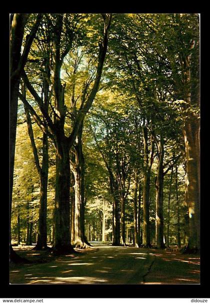 59 - Saint Amand les Eaux - L'Allée des Hêtres - CPM - Voir Scans Recto-Verso