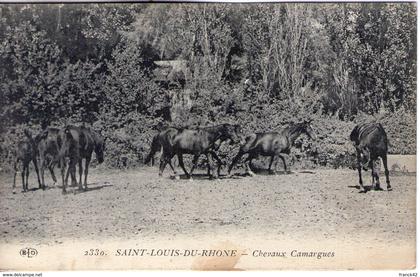 13. saint louis du rhône. chevaux camargues