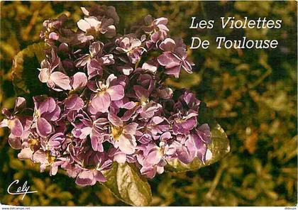 31 - Toulouse - Les Violettes de Toulouse - CPM - Voir Scans Recto-Verso