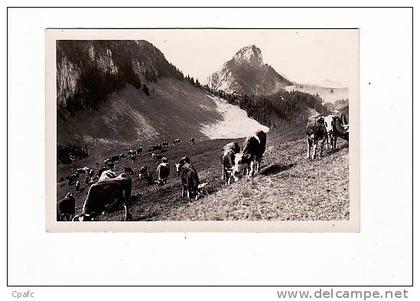 carte 1950 VACHERESSE / PATURAGES (vaches)