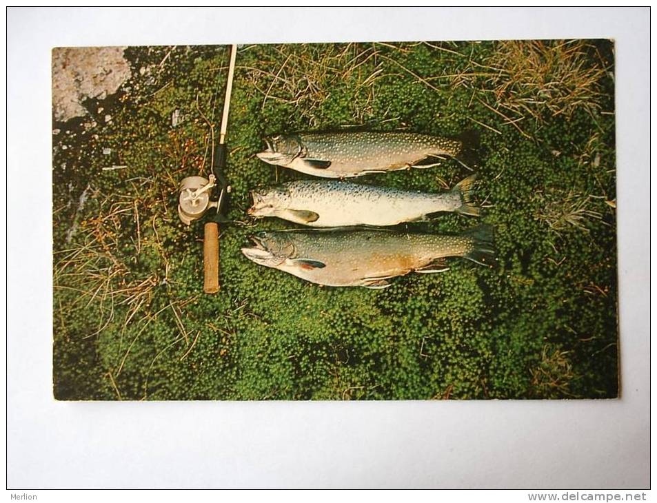 Game Fish from Ashuanipi River -Labrador City area Newfoundland  Canada   1950-60´s  VF    D23113