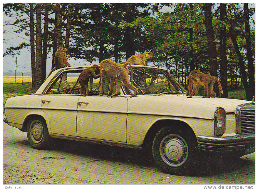 Ganserndor - Safari Park - Mercedes 1979