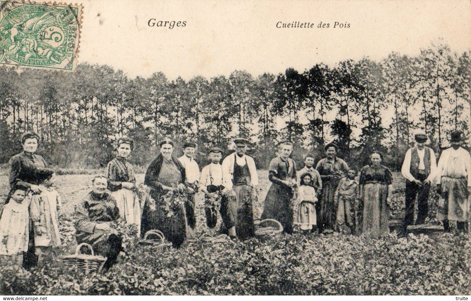 GARGES-LES-GONESSES CUEILLETTE DES POIS