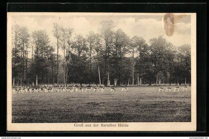 AK Baruth, Baruther Heide mit Rehen