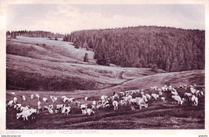 Brandebourg - Bernau - viehweide auf dem  HERZOGENHORN