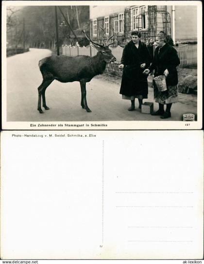 Ansichtskarte Schmilka Zehnender Fütterung Straße M. Seidel Schmilka 1935