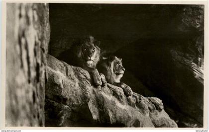 Hamburg Stellingen - Hagenbecks tierpark - Lion