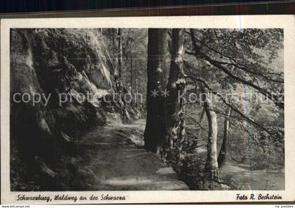 Schwarzburg Thueringer Wald Wald Schwarza