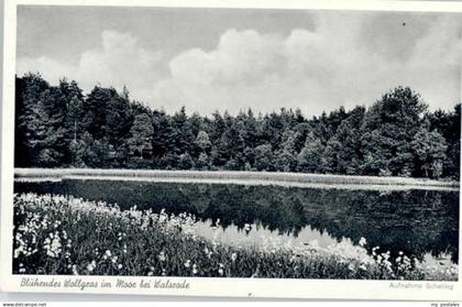 70630116 Walsrode Lueneburger Heide Walsrode Bluehendes Wollgras *