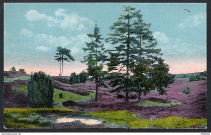 A1271 - alte Ansichtskarte  -  Lüneburger Heide - Landschaft bei Wilsede