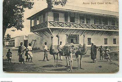 Ghana - Gold Coast - Accra - Autruches