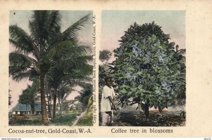 PC GOLD COAST GHANA WEST AFRICA COFFEE AND COCONUT TREES VINTAGE PC (b58945)